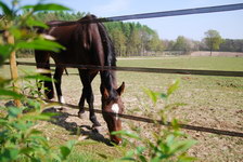 PAARD STALLEN - Foto 2